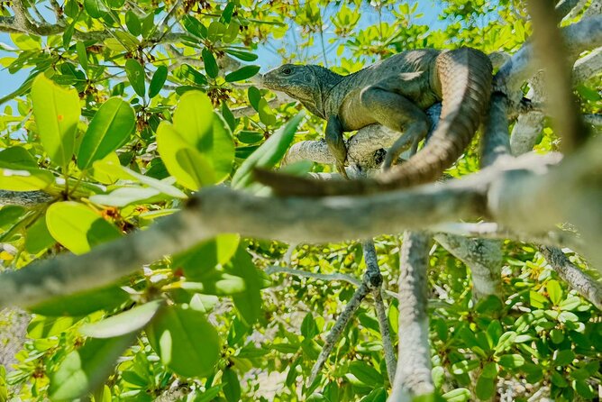 3HR Clear Kayak Mangrove and iguana island Tour in Leeward - The tow to Little Water Cay