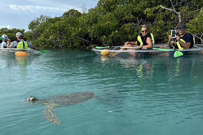 3hr Clear Kayak Tour of Mangroves, Marine Life and Iguanas - Why the Clear Kayak Makes a Difference