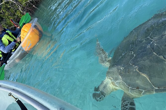 3hr Clear Kayak Tour of Mangroves, Marine Life and Iguanas - Who Should Book This Outing?