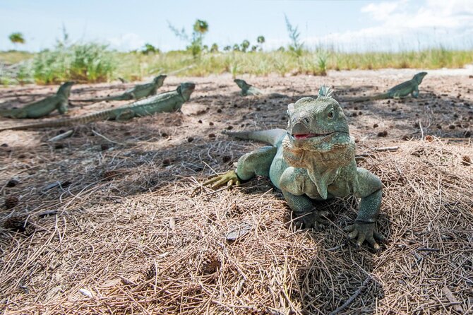 3HR Emerald reef snorkeling, iguana island and shipwreck tour - How the crew shapes the experience