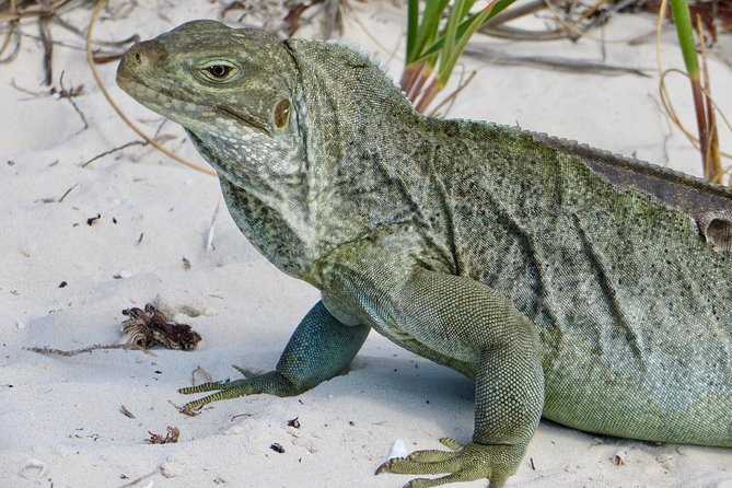 4-Hour Catamaran Sail and Snorkel Tour from Grace Bay - Why this four-hour outing works so well