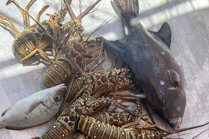 4HR-Halfday Private Fishing Tour in Gracebay - Pickup and the 8:30 am Meeting Plan