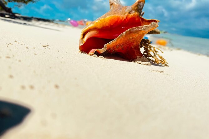 4HR Private Half-day Boat in Gracebay - Reef Snorkeling Near Providenciales