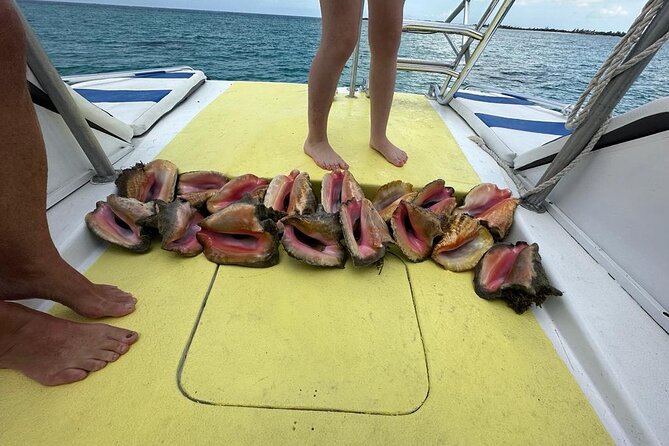 6HR-Provo Cays exploration with Lunch in Gracebay - Little Water Cay, iguanas, and the small islands