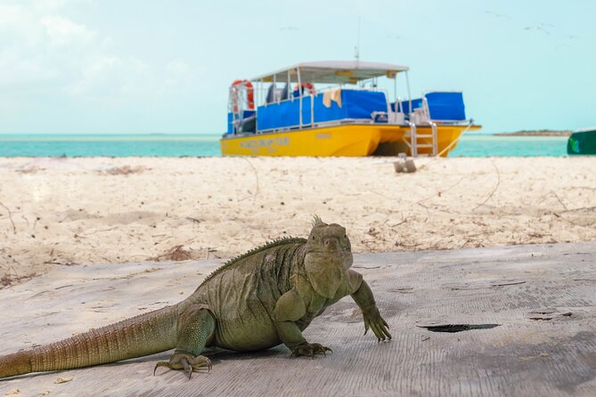 Afternoon Half Day Cruise from Providenciales with Snorkeling and Iguana Island - The Slide and Jumping Platform