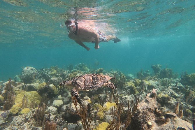 Afternoon Half Day Cruise from Providenciales with Snorkeling and Iguana Island - Snorkeling the Turks and Caicos Reef