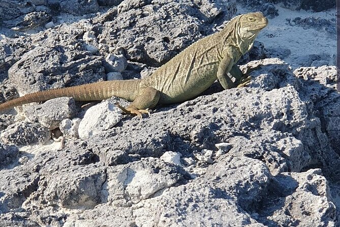 Clear Bottom Kayaks Mangrove and Iguana Tour - Key Points to Know Before You Go