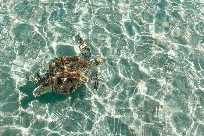 Clear Bottom Kayaks Mangrove and Iguana Tour - Starting at Leeward Beach in Providenciales