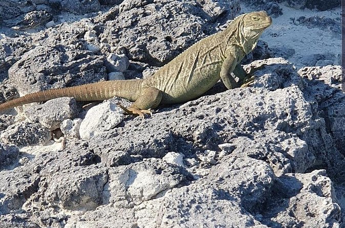 Clear Bottom Kayaks Mangrove and Iguana Tour - Who Will Enjoy This Tour Most?