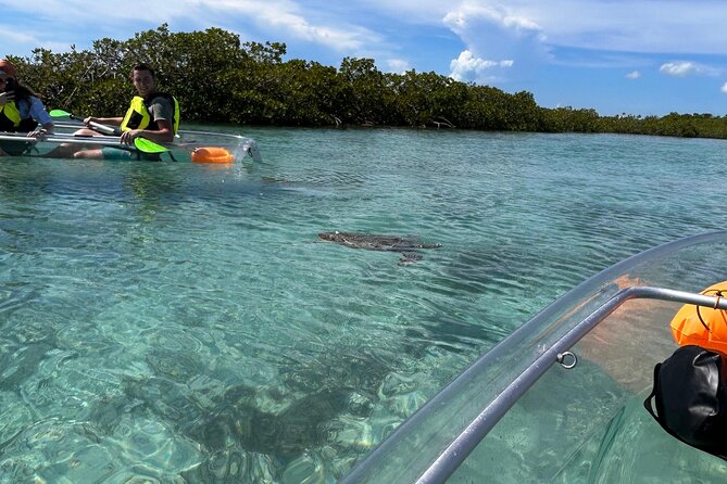 Clear Kayak Eco Tour Explore Mangroves and Meet the Turtles - Why the clear-bottom kayak matters