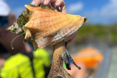 Clear Kayak Eco Tour Explore Mangroves and Meet the Turtles