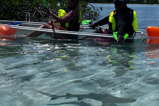 Clear Kayak Eco Tour Explore Mangroves and Meet the Turtles - Guides who make the wildlife easier to find