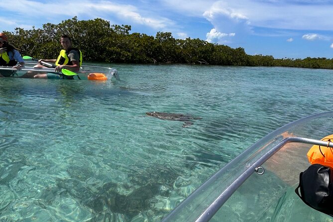 Clear Kayak Eco Tour Explore Mangroves and Meet the Turtles - Paddling effort, comfort, and equipment