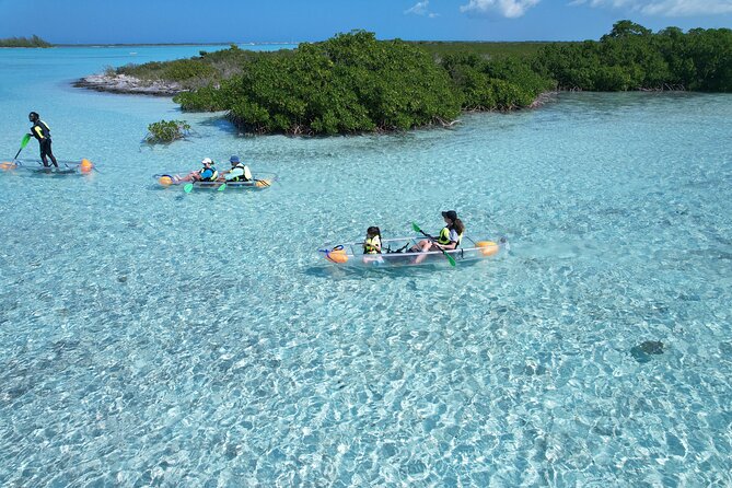 Clear Kayak Eco Tour Explore Mangroves and Meet the Turtles - The best time to go: why 7:00 a.m. can pay off