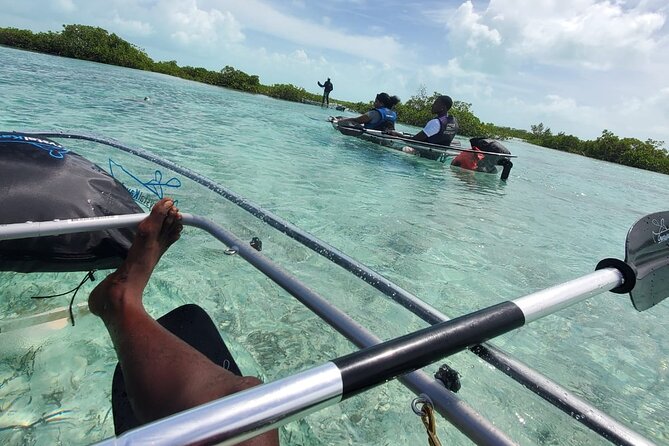 Clear Kayak Mangrove Eco Tour - What you may see below the boat