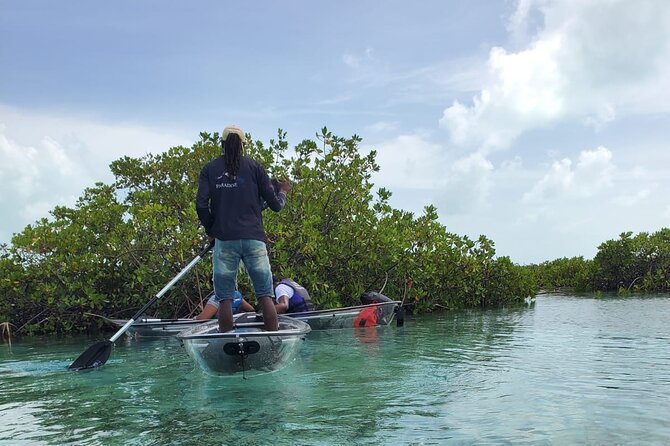 Clear Kayak Mangrove Eco Tour - Half Moon Bay and its red mangrove waterways