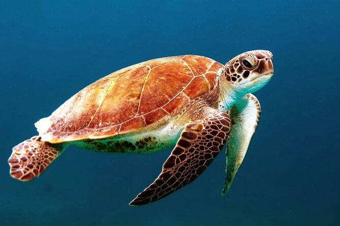Clear Kayak Tour in Turks & Caicos Islands - Why this kayak trip is different from a standard beach outing