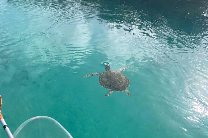Clear Kayak Tour in Turks & Caicos Islands - Entering the mangroves of Mangrove Cay National Park