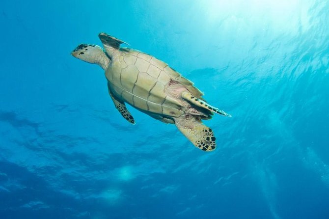 Exclusive Supreme Snorkeling Tour - Key points to know before booking