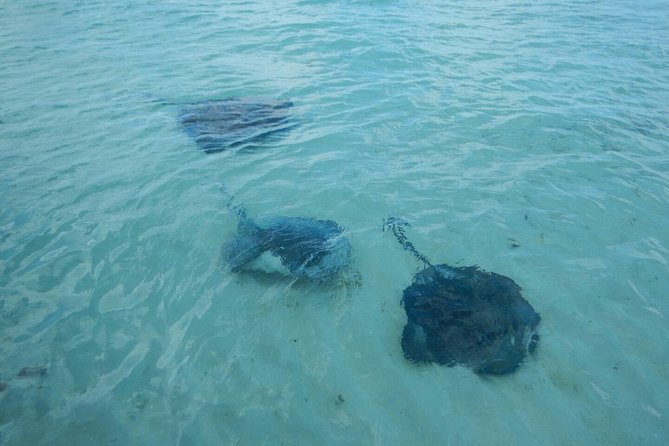 Exclusive Supreme Snorkeling Tour - Who should book this outing