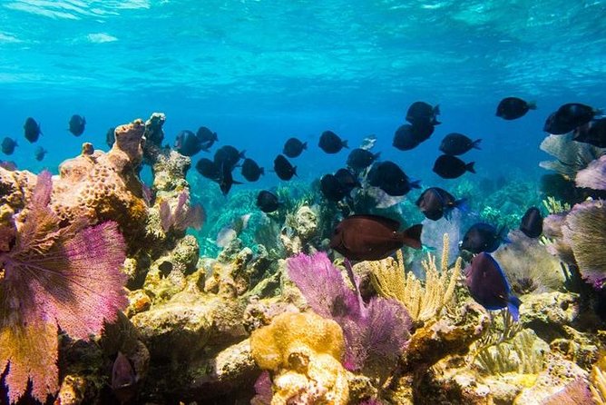 Exclusive Supreme Snorkeling Tour - Gibbs Cay offers a very different kind of island stop