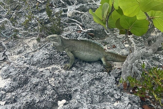 Full Day Private Charter Tour Turks and Caicos - Safety, guides, and the weather question