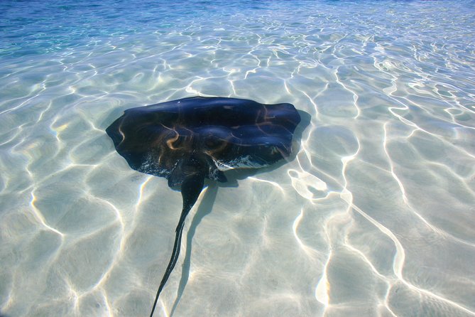 Gibbs Cay Stingray and Conch Dive Adventure - Watching the crew bring up live conch