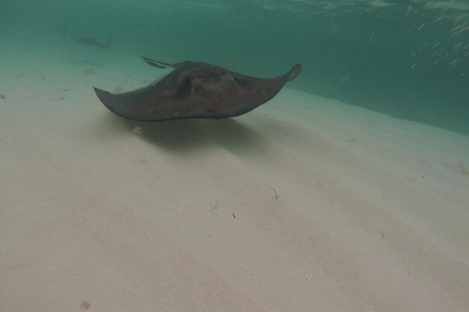 Gibbs Cay Stingray and Conch Dive Adventure - Why the small group matters