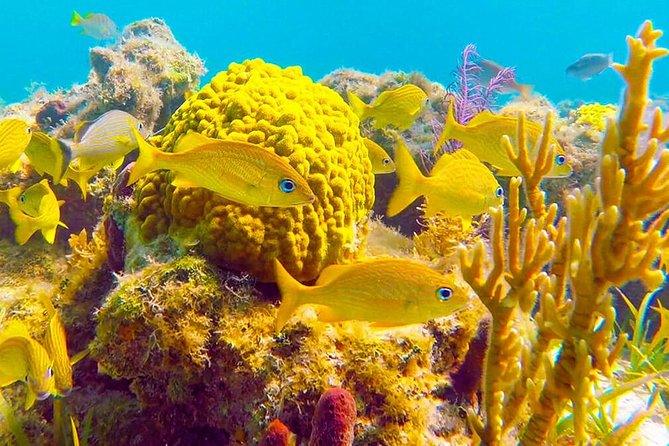 Grand Turk - Amazing Wall Snorkeling Tour - Key points to know before you book