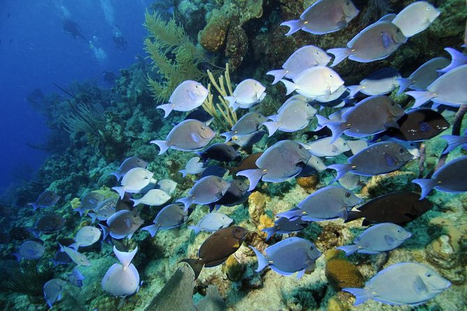Grand Turk - Amazing Wall Snorkeling Tour - What the Amazing Wall actually is
