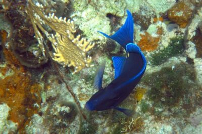 Amazing Wall Snorkeling Tour