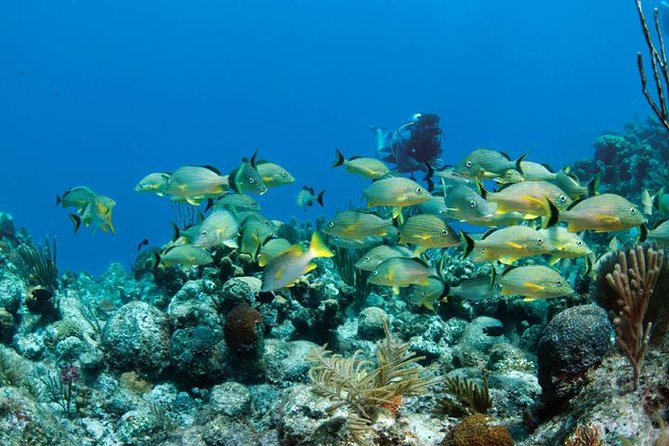 Grand Turk - Amazing Wall Snorkeling Tour - Guides who shape the day