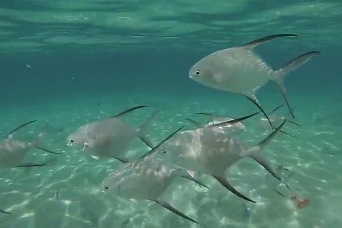 Grand Turk - Amazing Wall Snorkeling Tour - Is $103 a fair price?