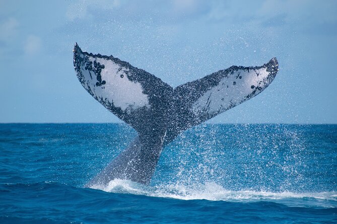 Grand Turk: Whale Watching - Key points to know before you book