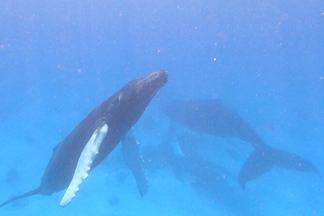 Grand Turk: Whale Watching - Why Grand Turk is a strong whale-watching base