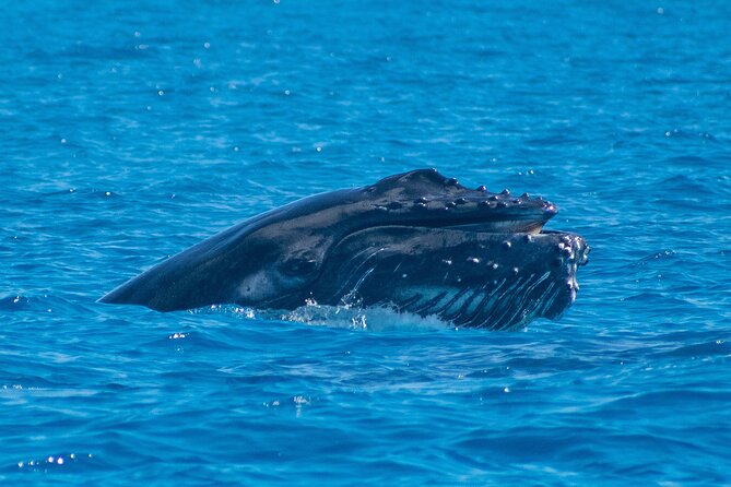 Grand Turk: Whale Watching - Learning from a marine biologist