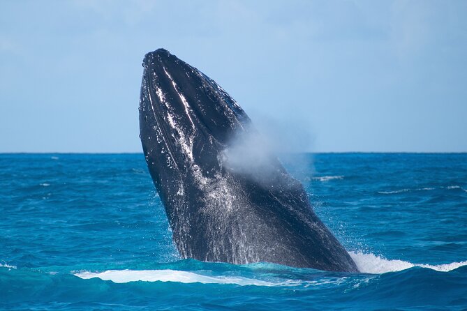 Grand Turk: Whale Watching - What is included for $200
