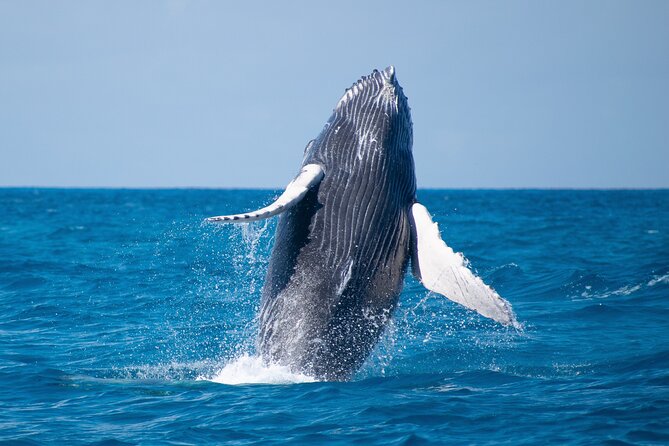 Grand Turk: Whale Watching - Weather, cancellation, and planning details