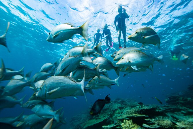 Group Catamaran 4 hr tour coral reef fun Iguana island adventure! - Setting out from Turtle Cove Marina