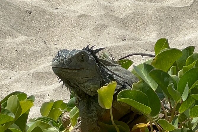 Half Day Private Sun and Snorkel exploring the Turks and Caicos - Sand dollars, sandbars, and time ashore