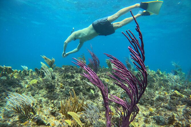 Half Day Snorkel from Providenciales with Visit to Half Moon Bay - Little Water Cay and the rock iguanas