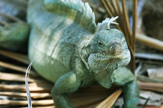 Jet Ski Adventure to Split Rock, Pirates Cove, Iguana Bay Cay - Iguana Cay and the protected island wildlife