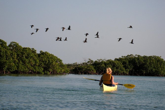 Kayak Eco Tour - Through the serpentine mangrove channels