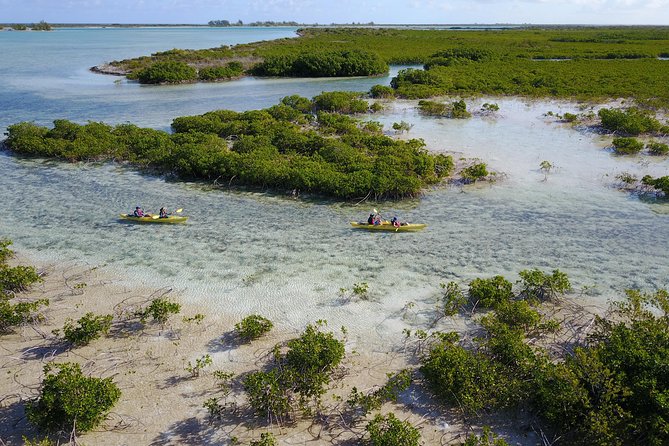 Kayak Eco Tour - The iguana sanctuary and coastal ecology