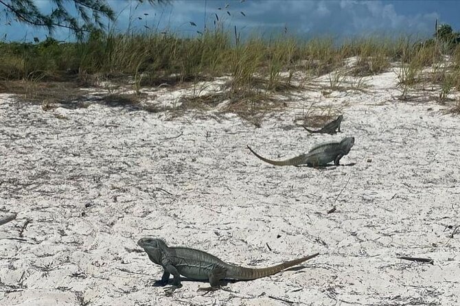 Let me take you to Caicos Jetski safari Private Tour - Why this private jetski trip works so well