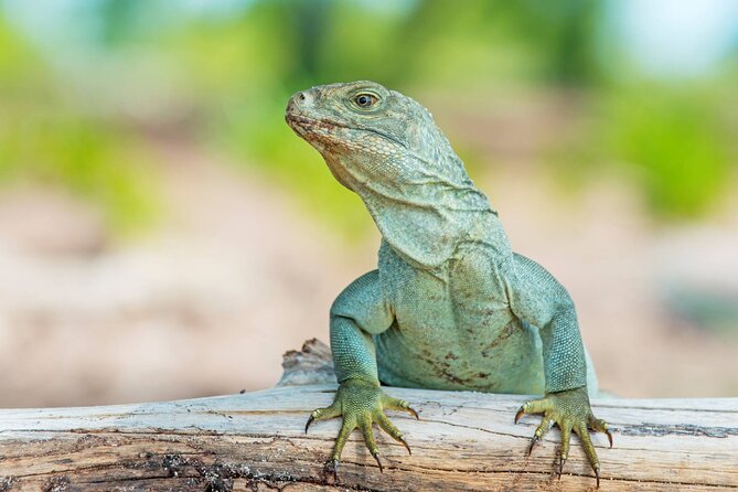Mangrove Cay and Iguana Island Tours - Mangrove Cay, where the water becomes a nursery