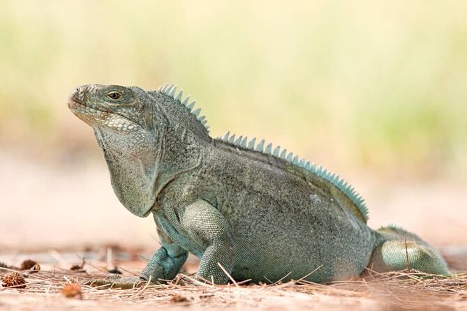 Mangrove Cay and Iguana Island Tours - The wildlife you may see