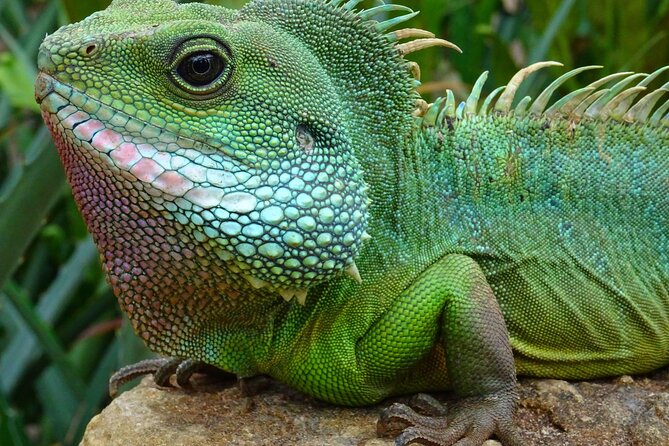 Mangrove Cay And Iguana Island Venture In Turks And Caicos Island - What This Turks And Caicos Kayak Tour Is Really Like