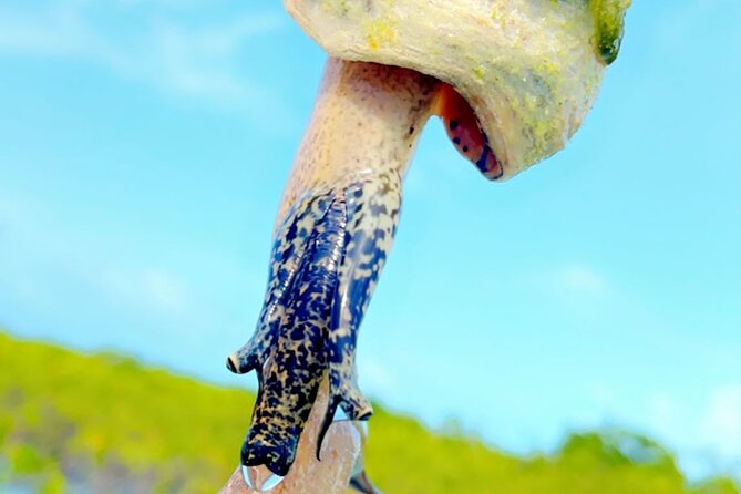 Mangrove Cay And Iguana Island Venture In Turks And Caicos Island - Guides, Group Size, And The Pace Of The Morning