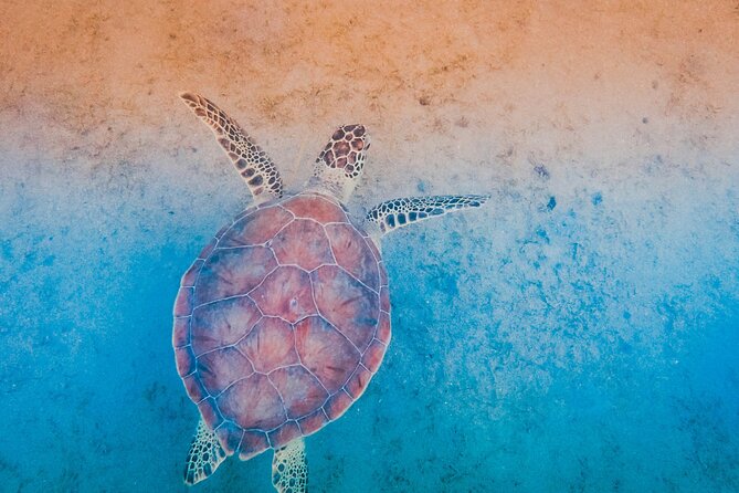 Mangrove Cay And Iguana Island Venture In Turks And Caicos Island - Is $145 A Fair Price?